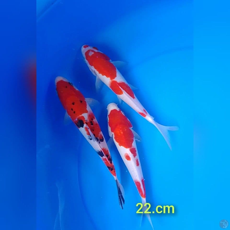 kuhaku sanke size : 22cm