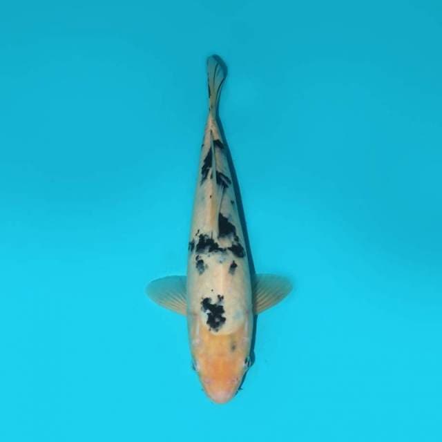 SHIRO 28 CM