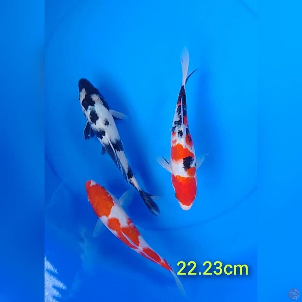 mix size : 22.23cm