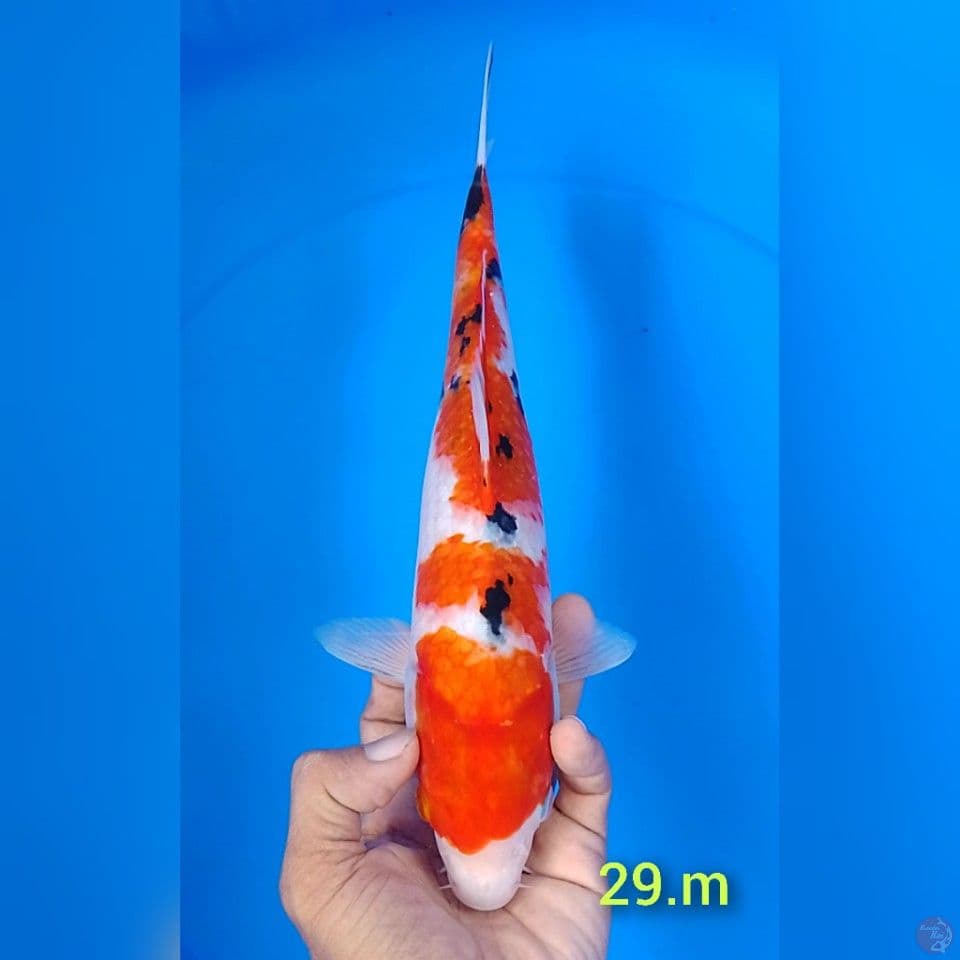 sanke size : 29cm.m