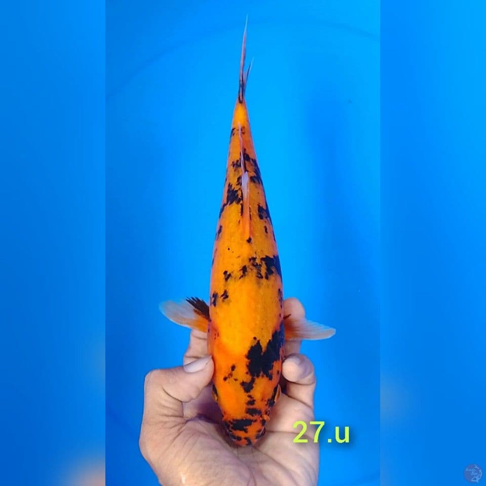 utshuri size : 27cm