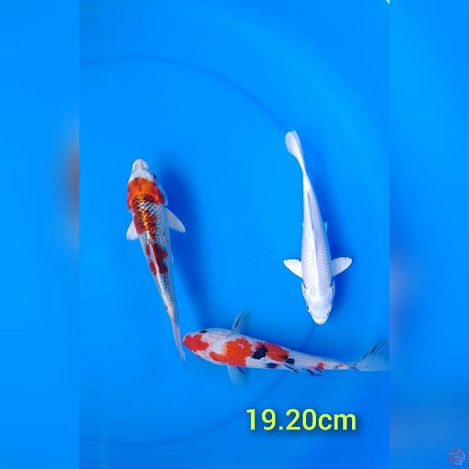 mix size : 19.20cm