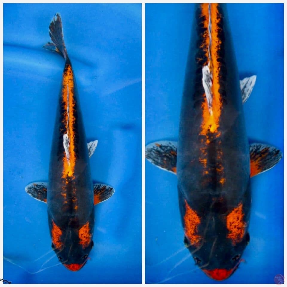 Kikkryu F1 32cm 