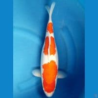 KOHAKU 38 CM