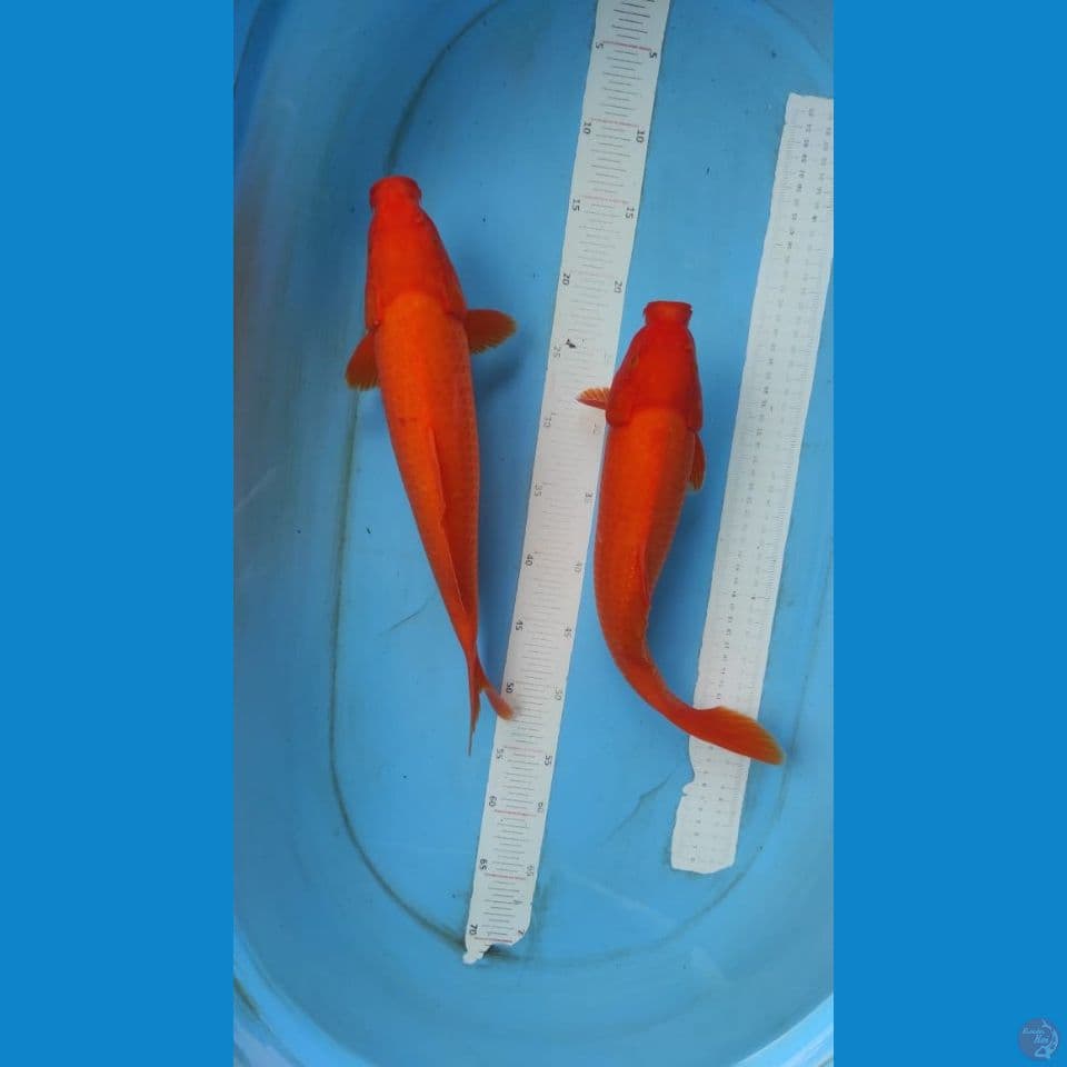 red karasi 37-39cm