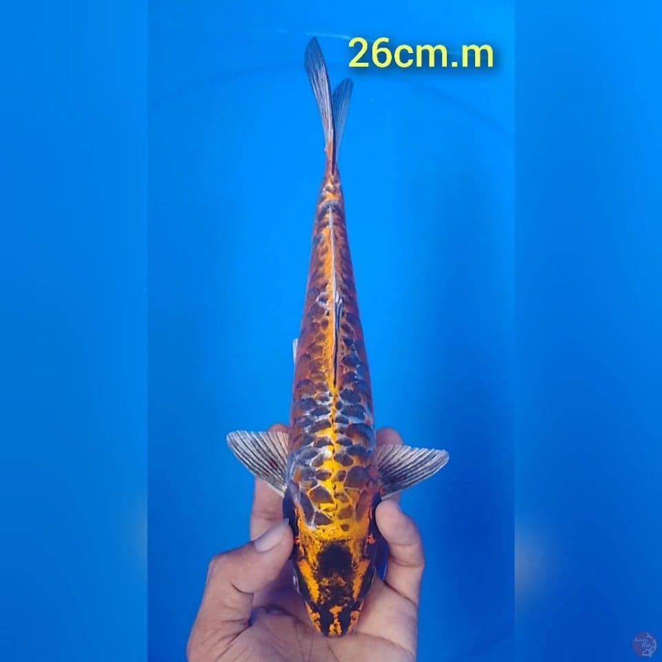 doit aragoke : 26cm.m