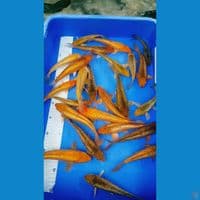 caramel ginrin 17-22 cm 25 ekor