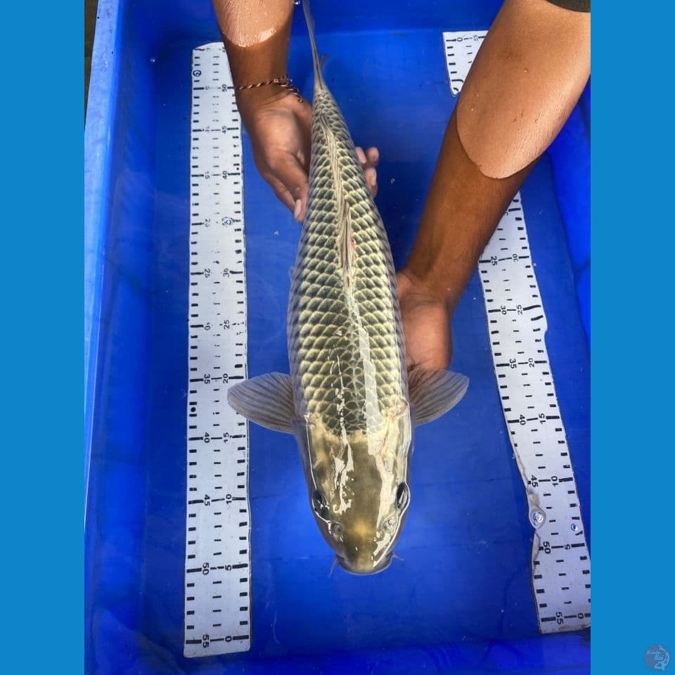 ogon 50 bu
