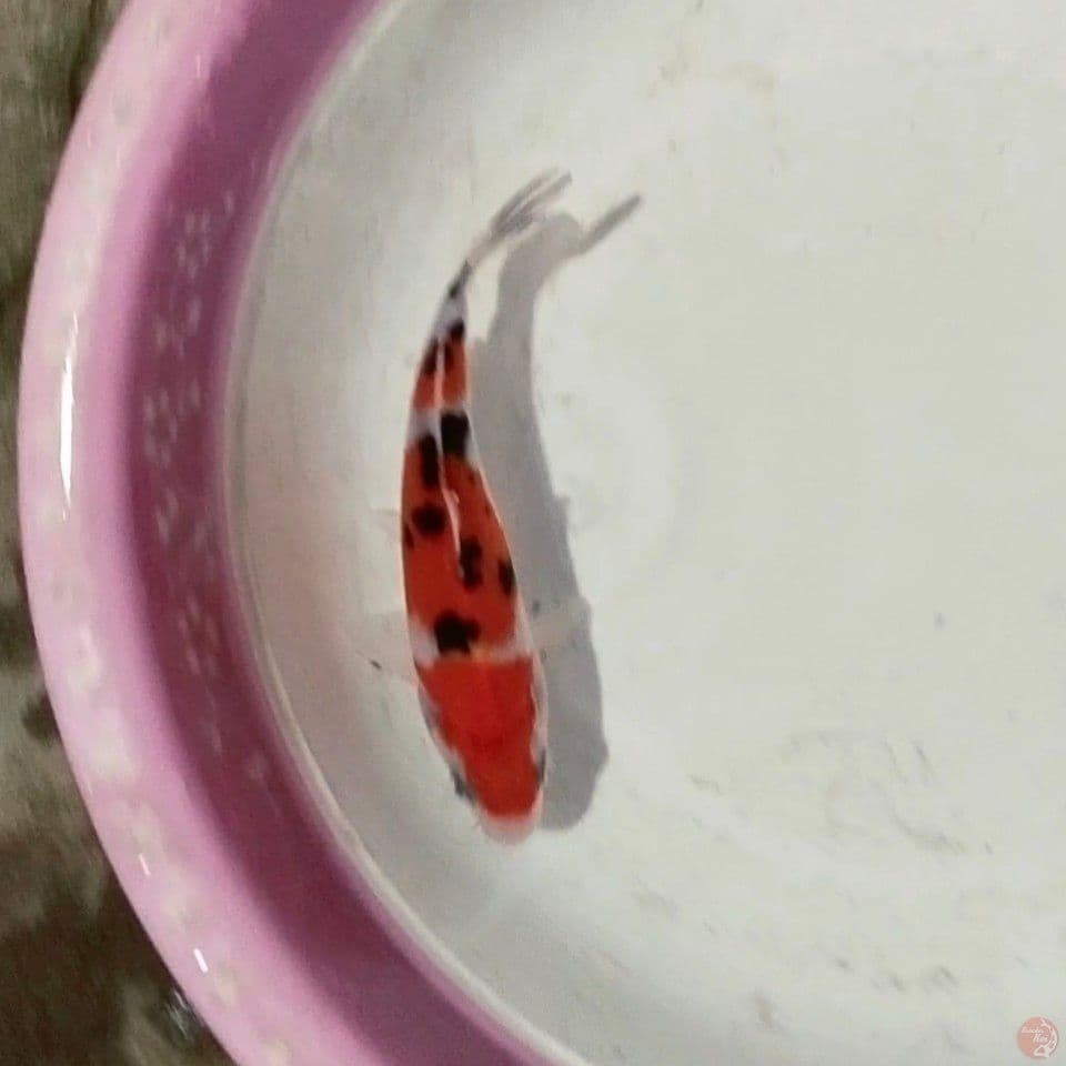 18cm