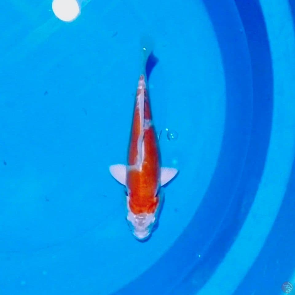 kikusui 20cm