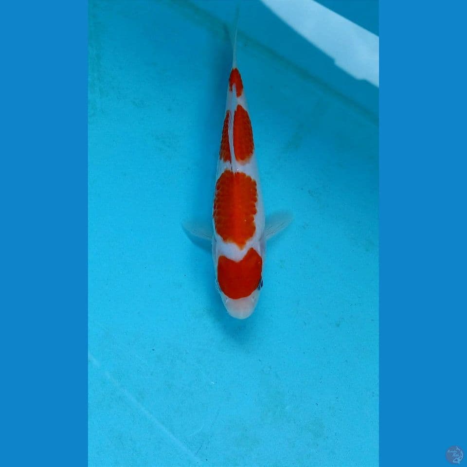 kohaku, 17 cm