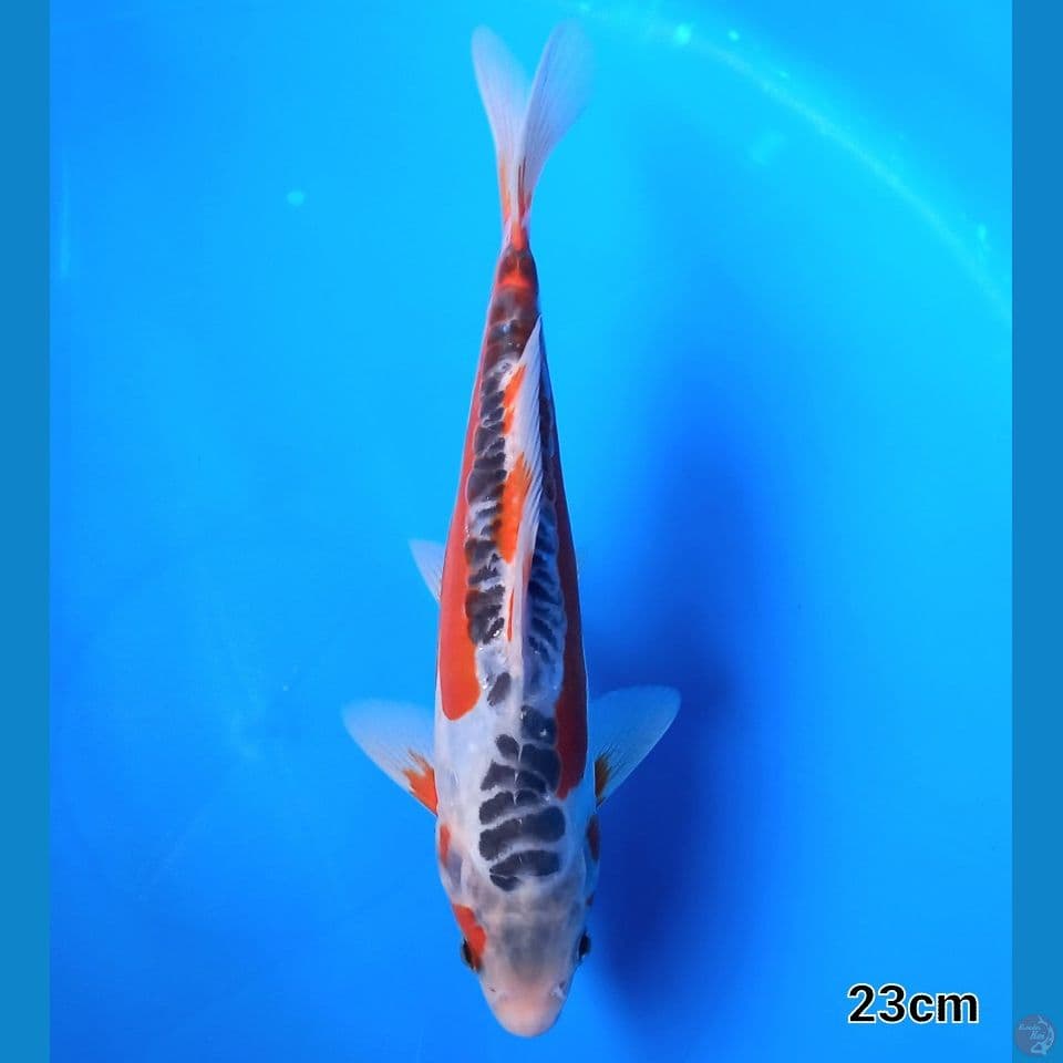 HANA SHUSUI 23CM MALE