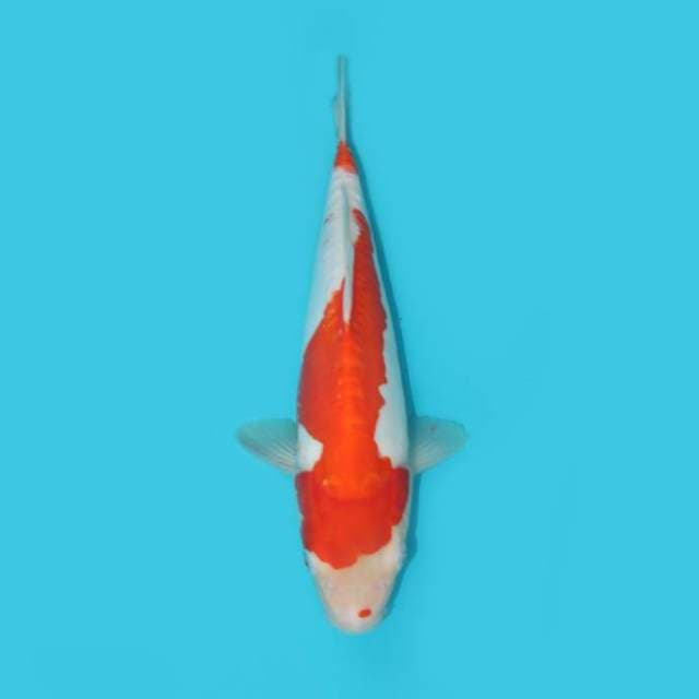 KOHAKU DOITSU 31 CM