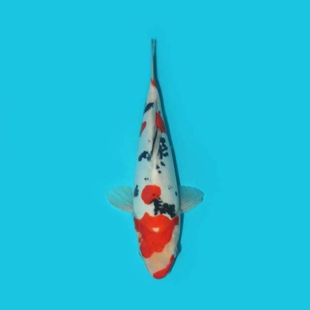 SANKE DOITSU 26 CM