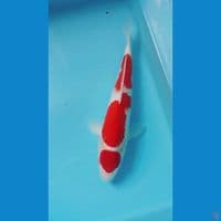 KOHAKU 25 cm male