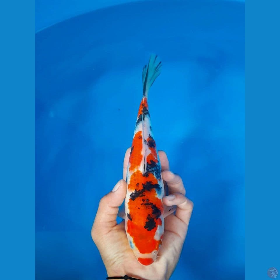 sanke 25cm