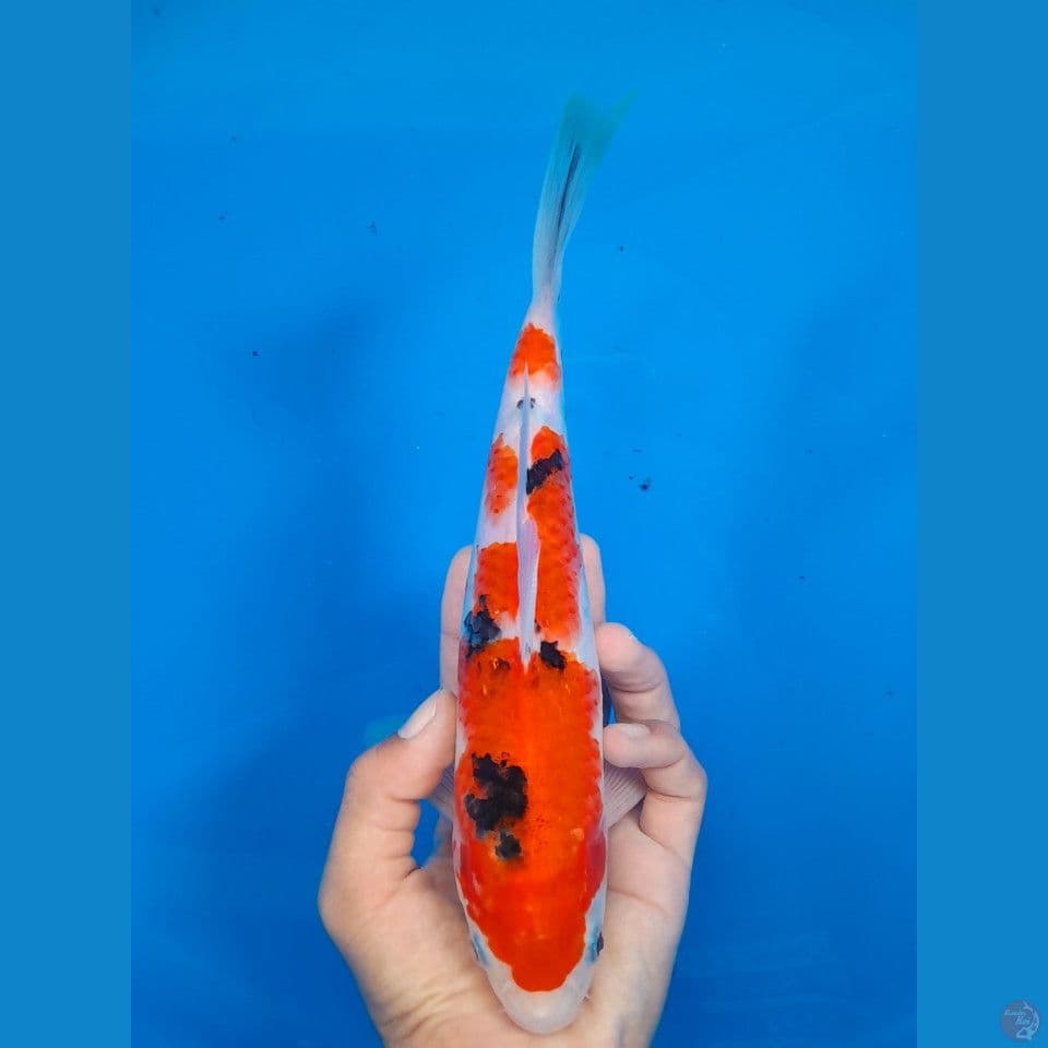 sanke 26cm