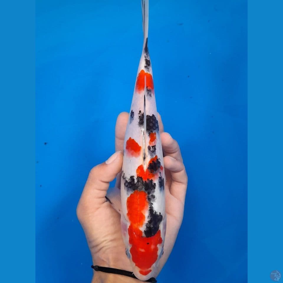 sanke 26cm