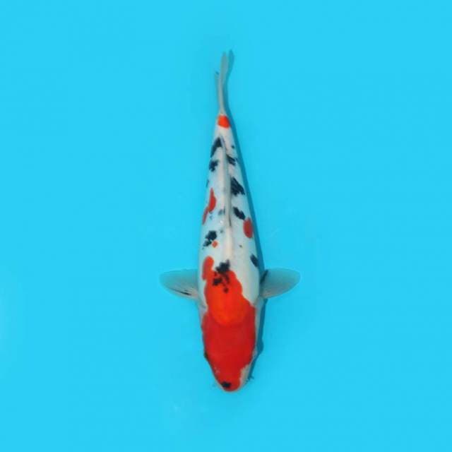 SHOWA DOITSU 29 CM