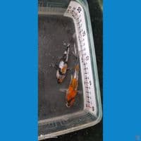 Showa Ginrin #7 10cm&12cm