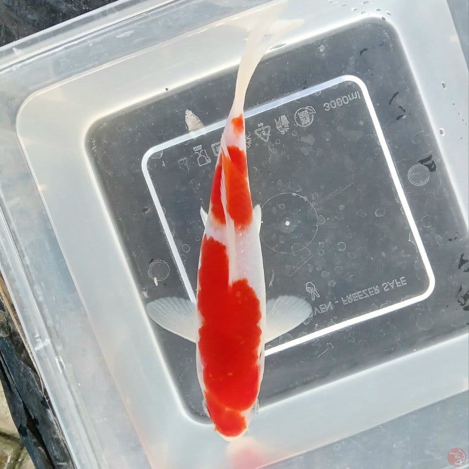KOHAKU 20CM