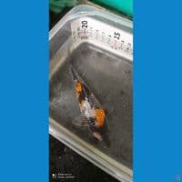 Showa Ginrin #10 15cm Bulky