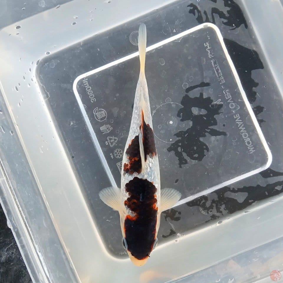 GOROMO GINRIN 16CM