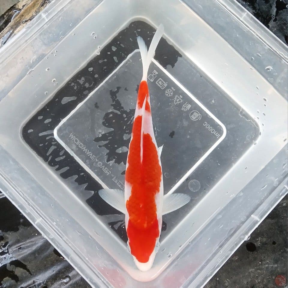 KOHAKU 20CM