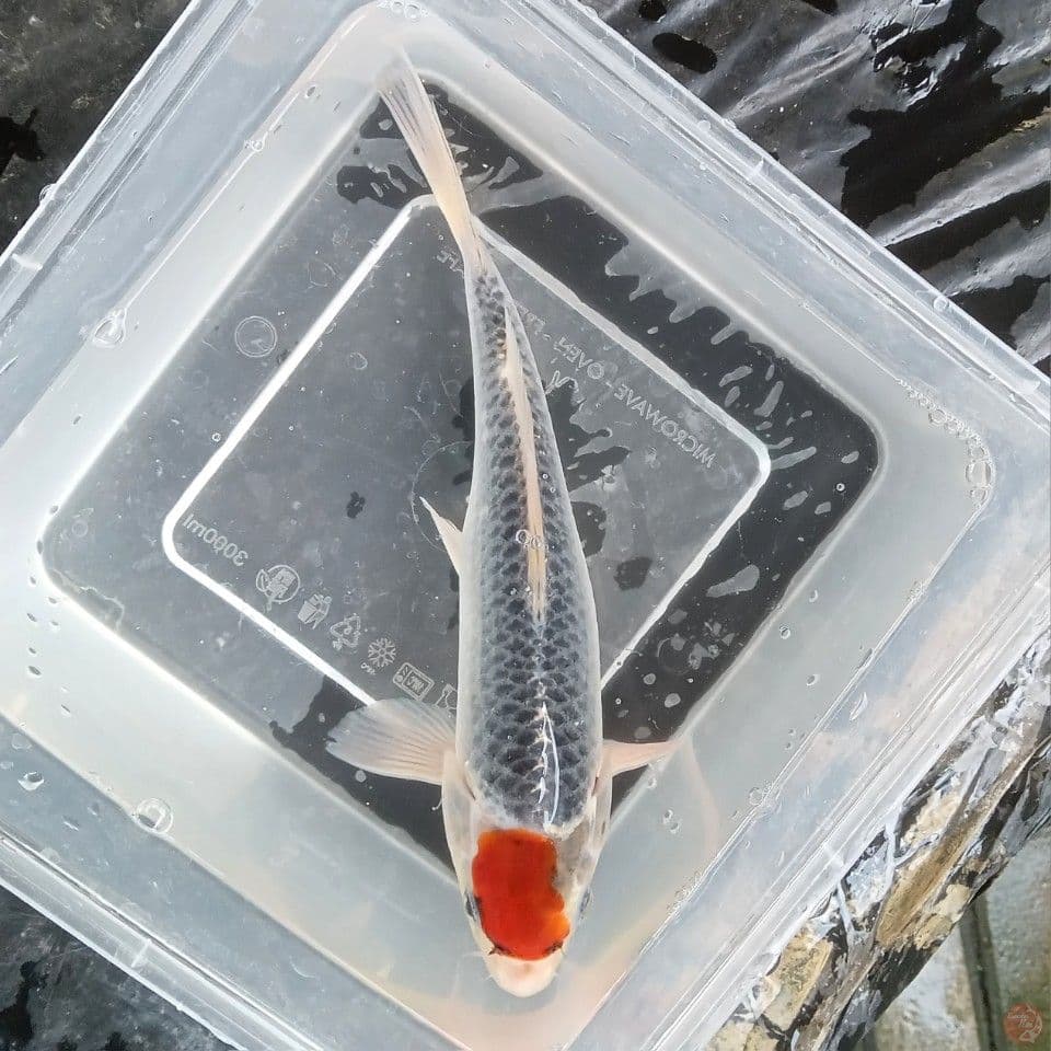 TANCHO GOSHIKI 23CM