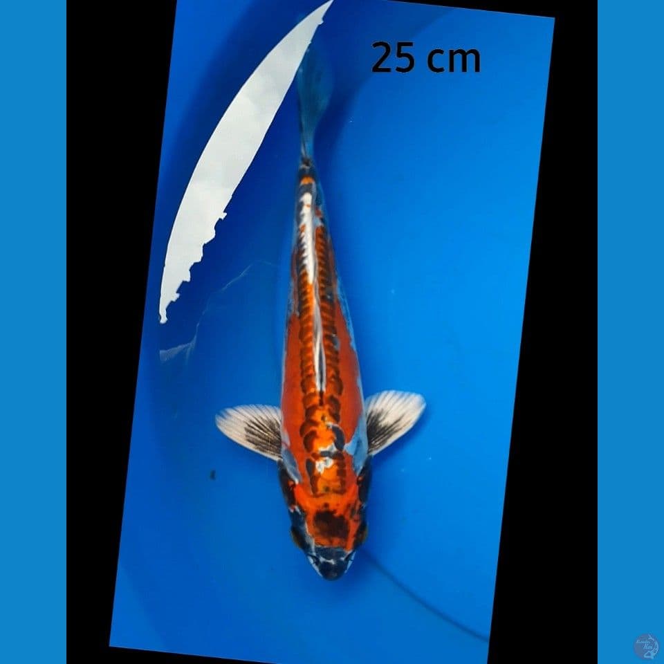 Kiko 25 cm