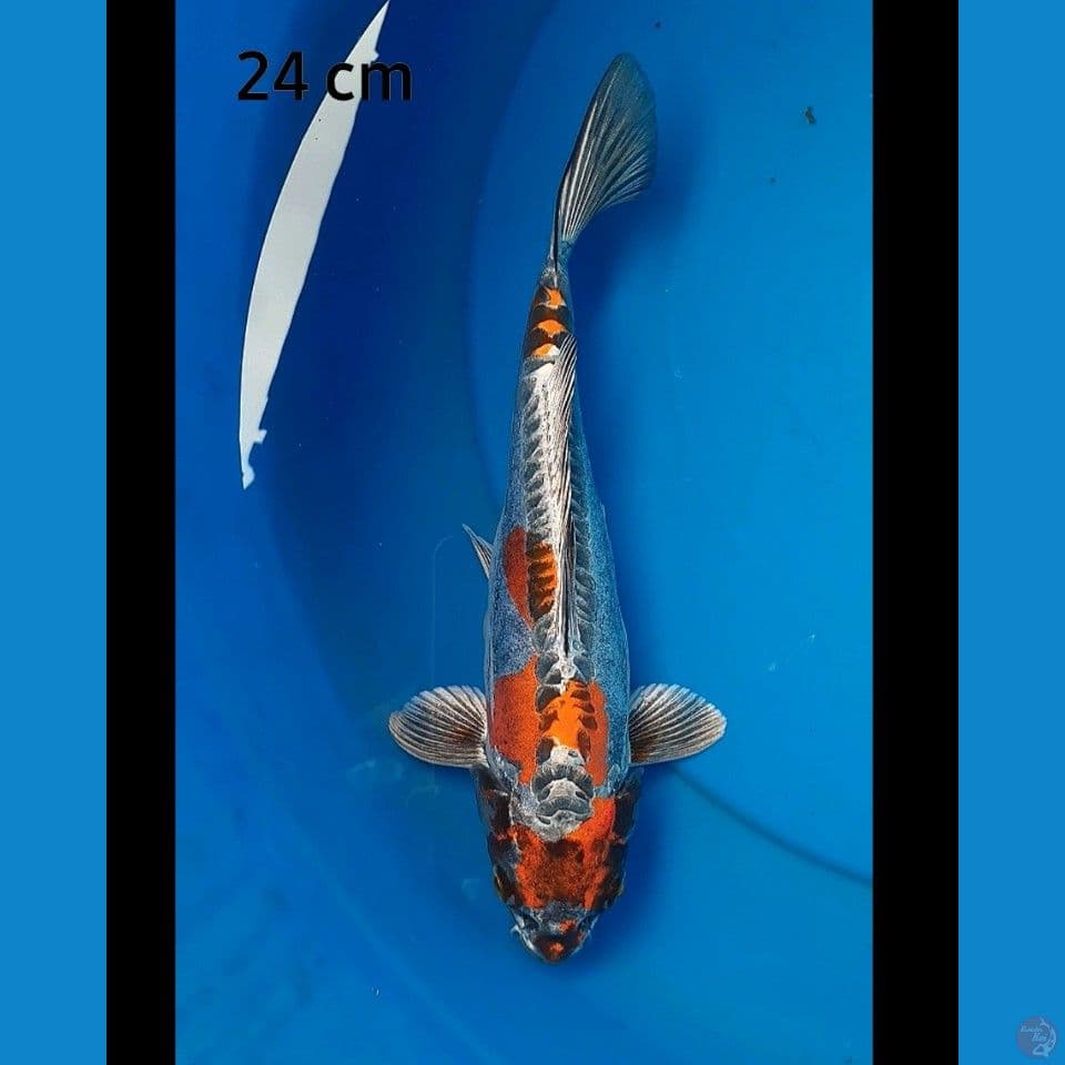 Kiko 24 cm
