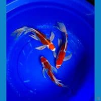 kumpay kujaku,goshiki,kiko (29,30cm)