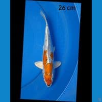 Kiko 26 cm