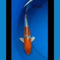 Kiko 28 cm