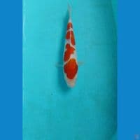 kohaku 22cm