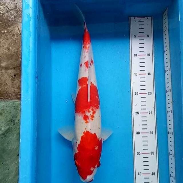 Kohaku