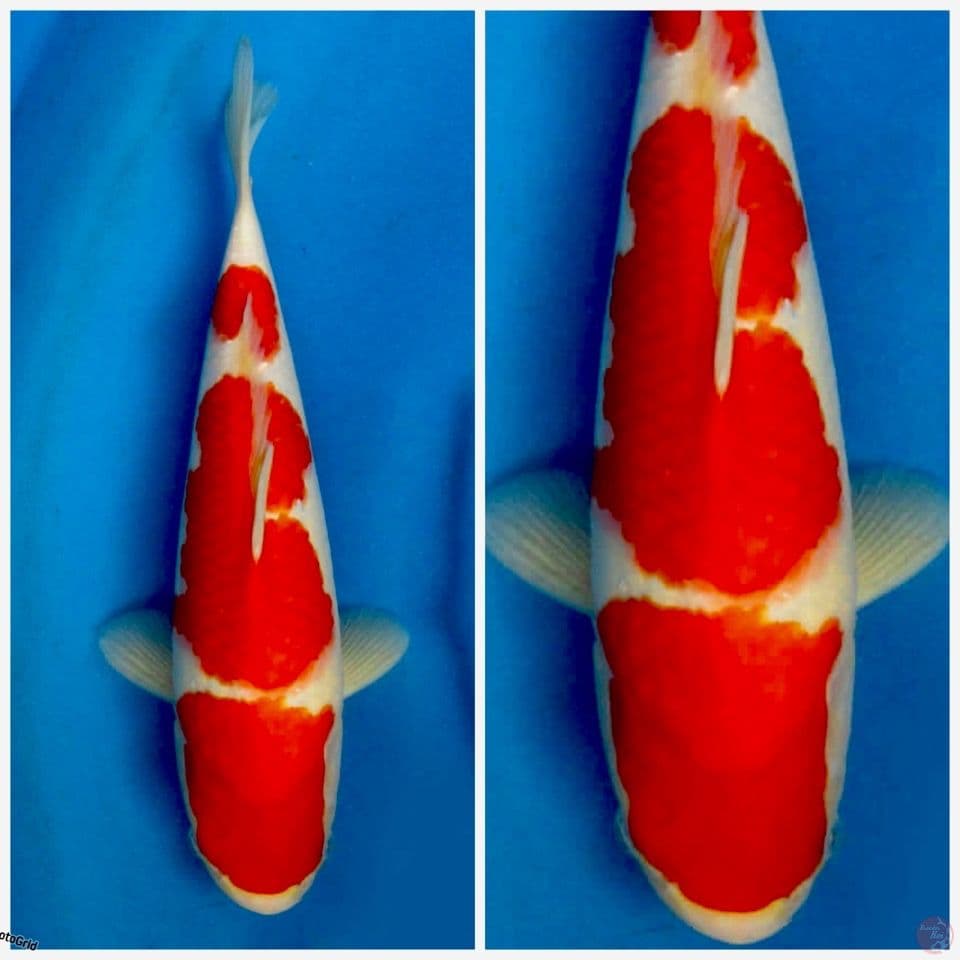 Kohaku F1 sakai 32cm 