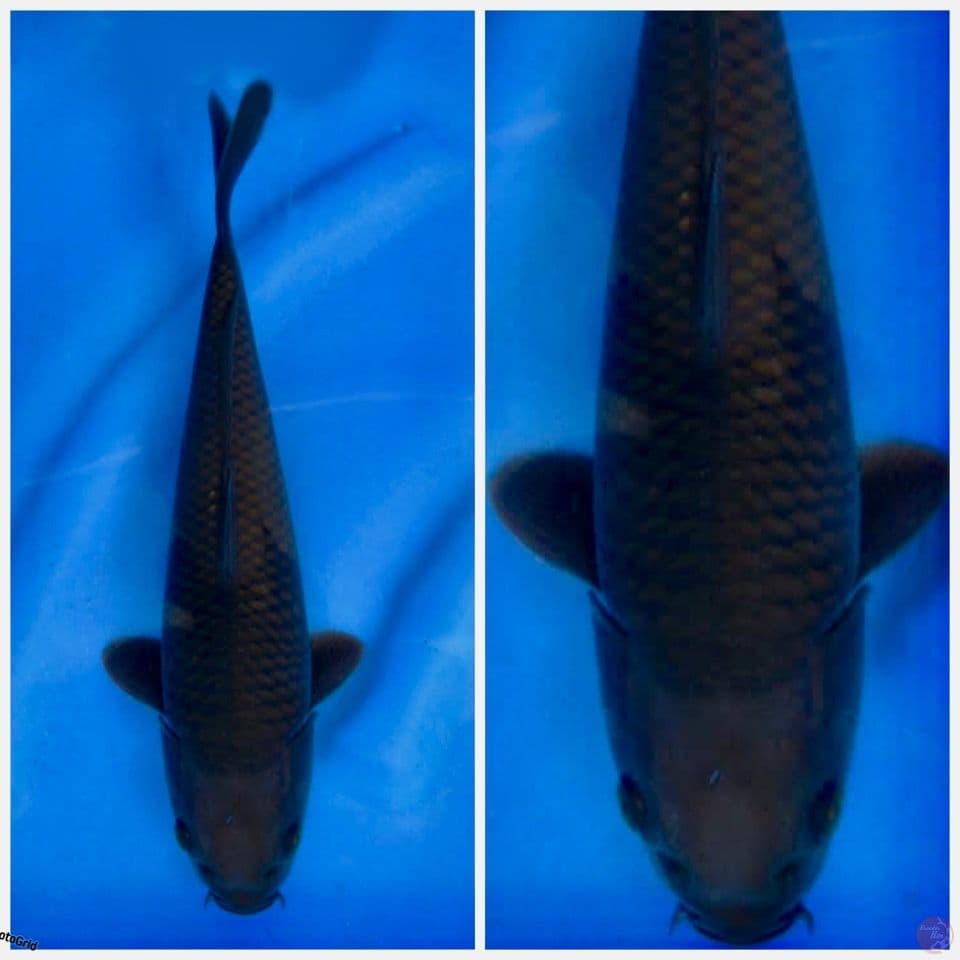 Polosan Uniq 30cm bahan pejinak 