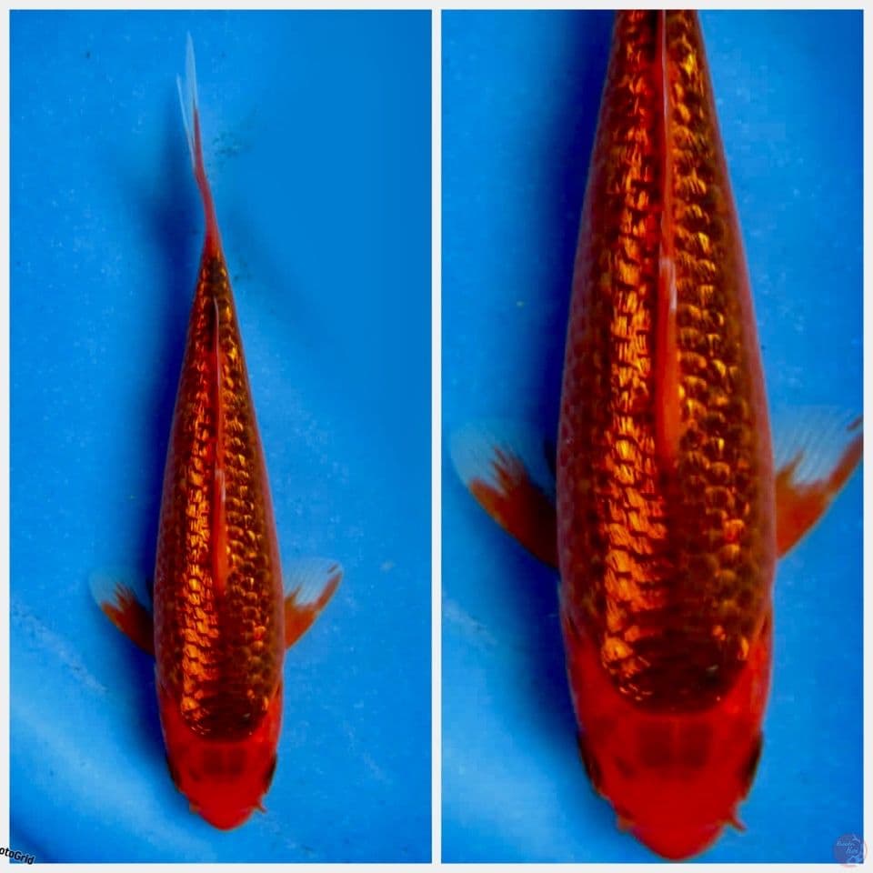 Red matsuba gingrin  F1 Marusai 17cm 