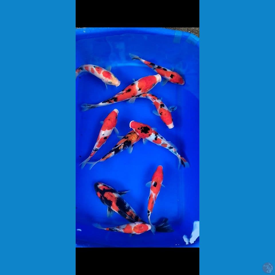 Sisik mix Doit Grade A 15-21cm 10ekor