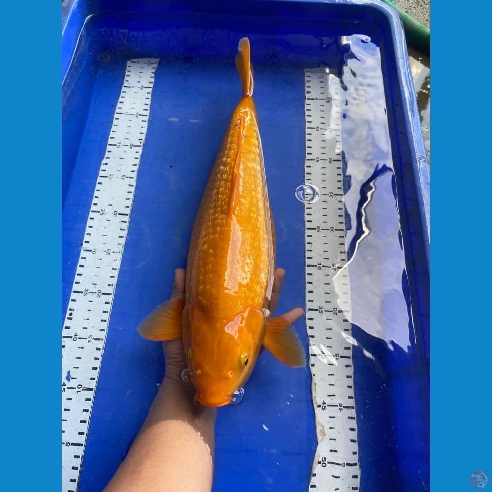 karashi punuk 42 cm