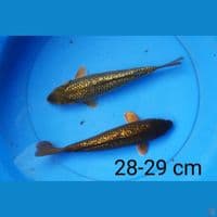 chagoi ginrin 28-29 cm
