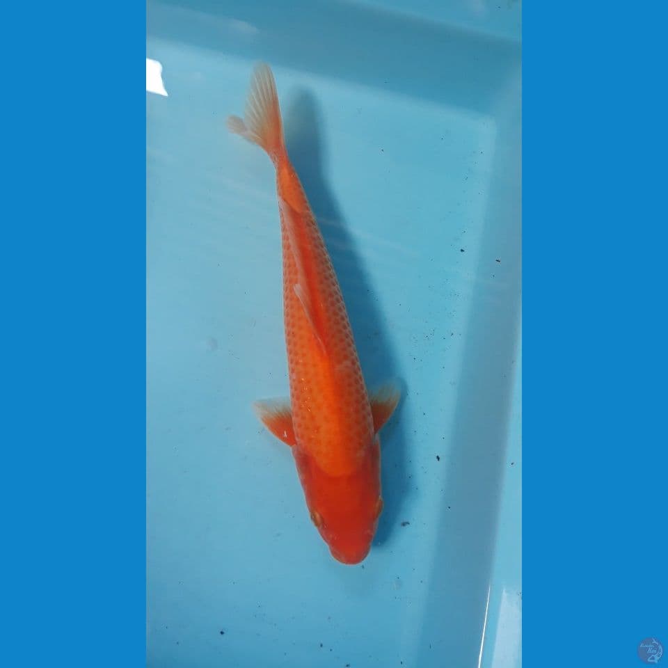 Red karasi 27 cn