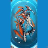 mix koi 30 ekor 7-27 cm 