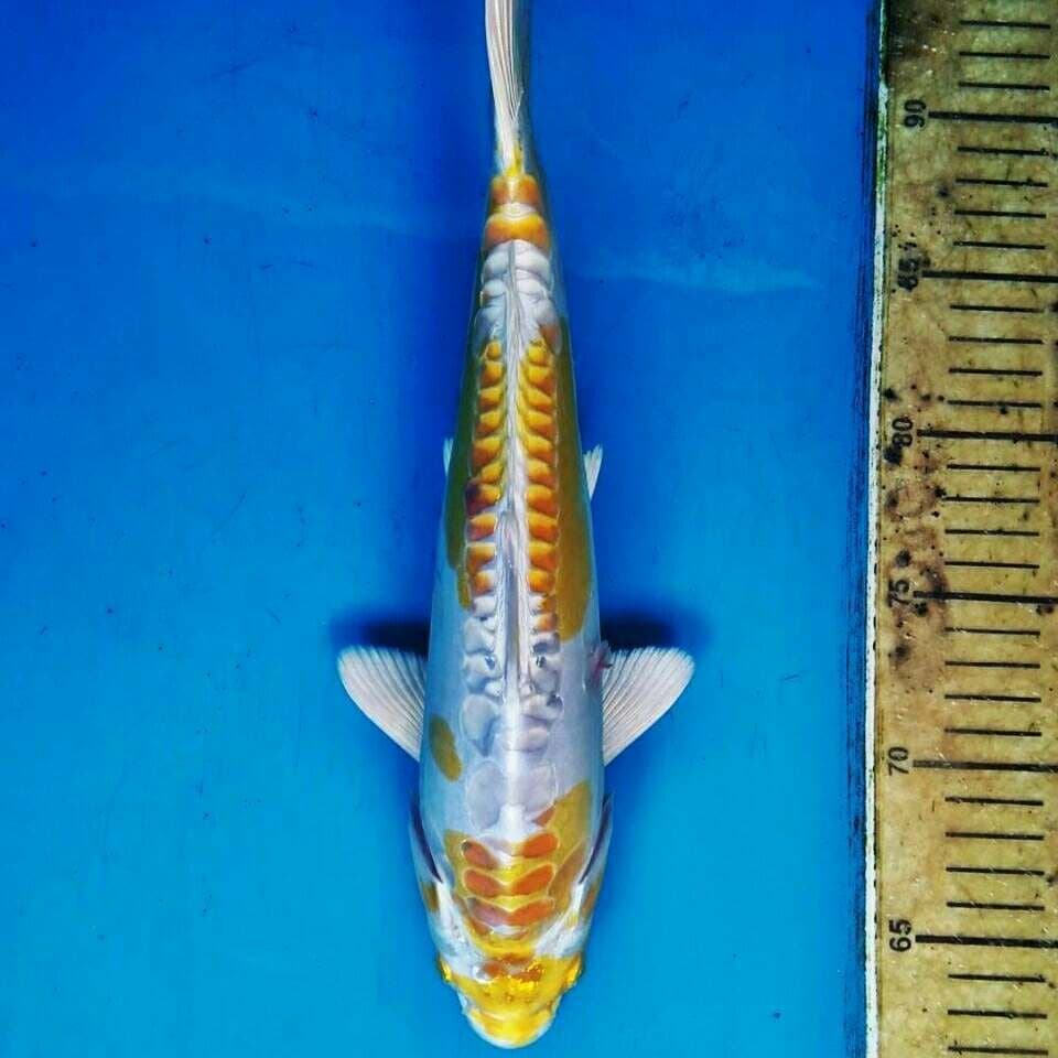 Hariwake