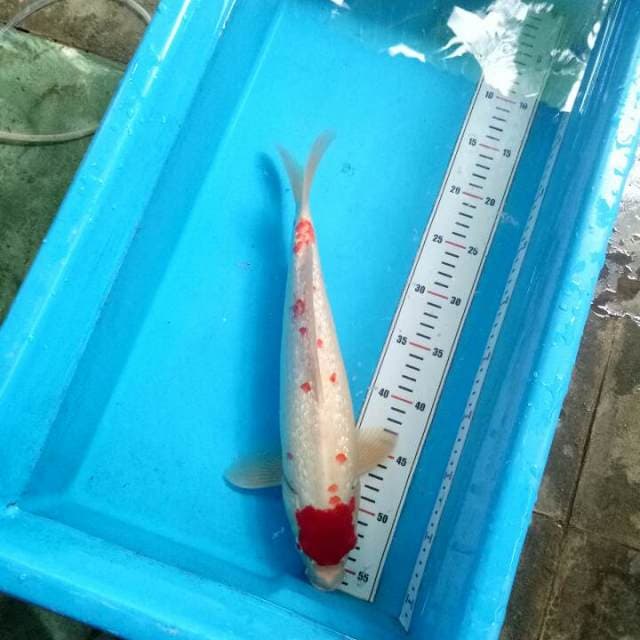 Tancho Kohaku Kanoko Gindrin