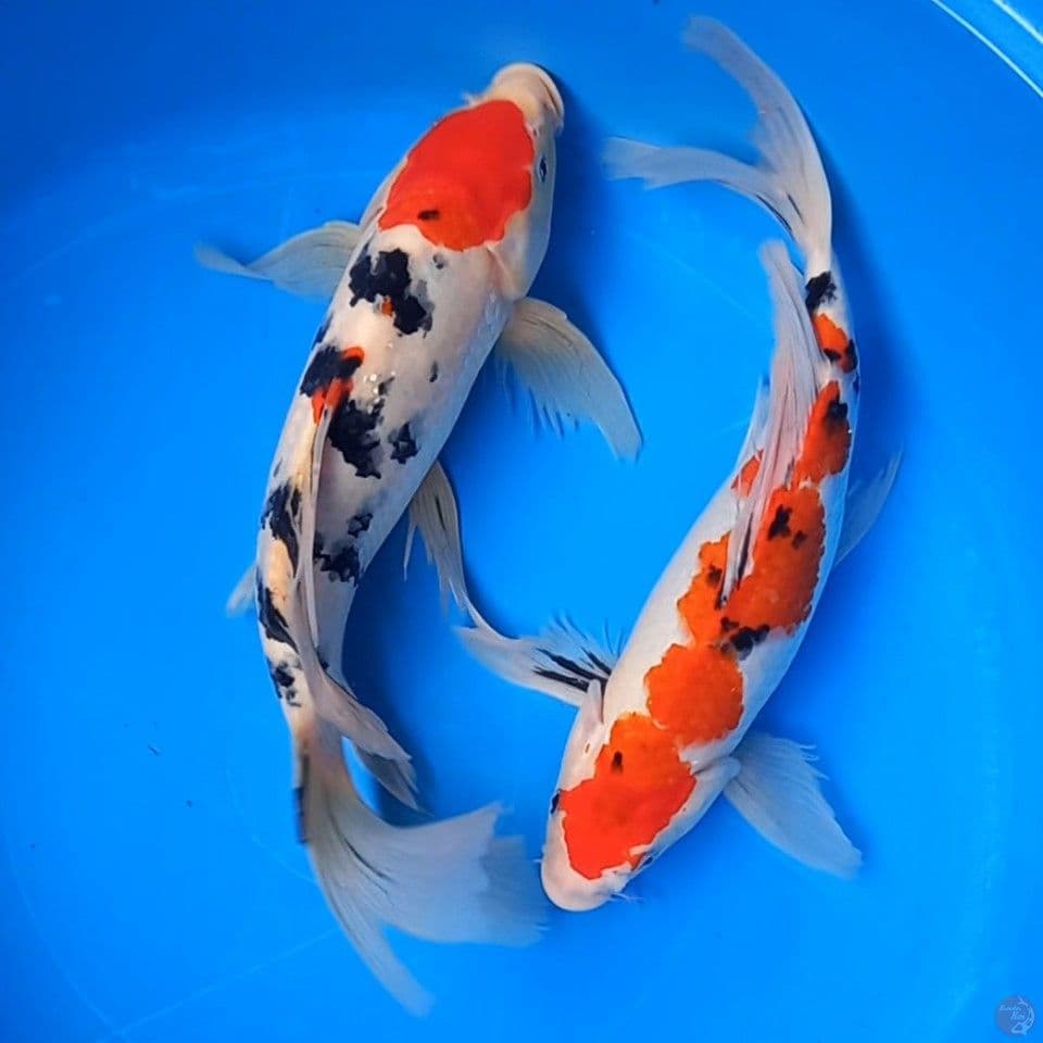 KUMPAI SANKE 35-37CM