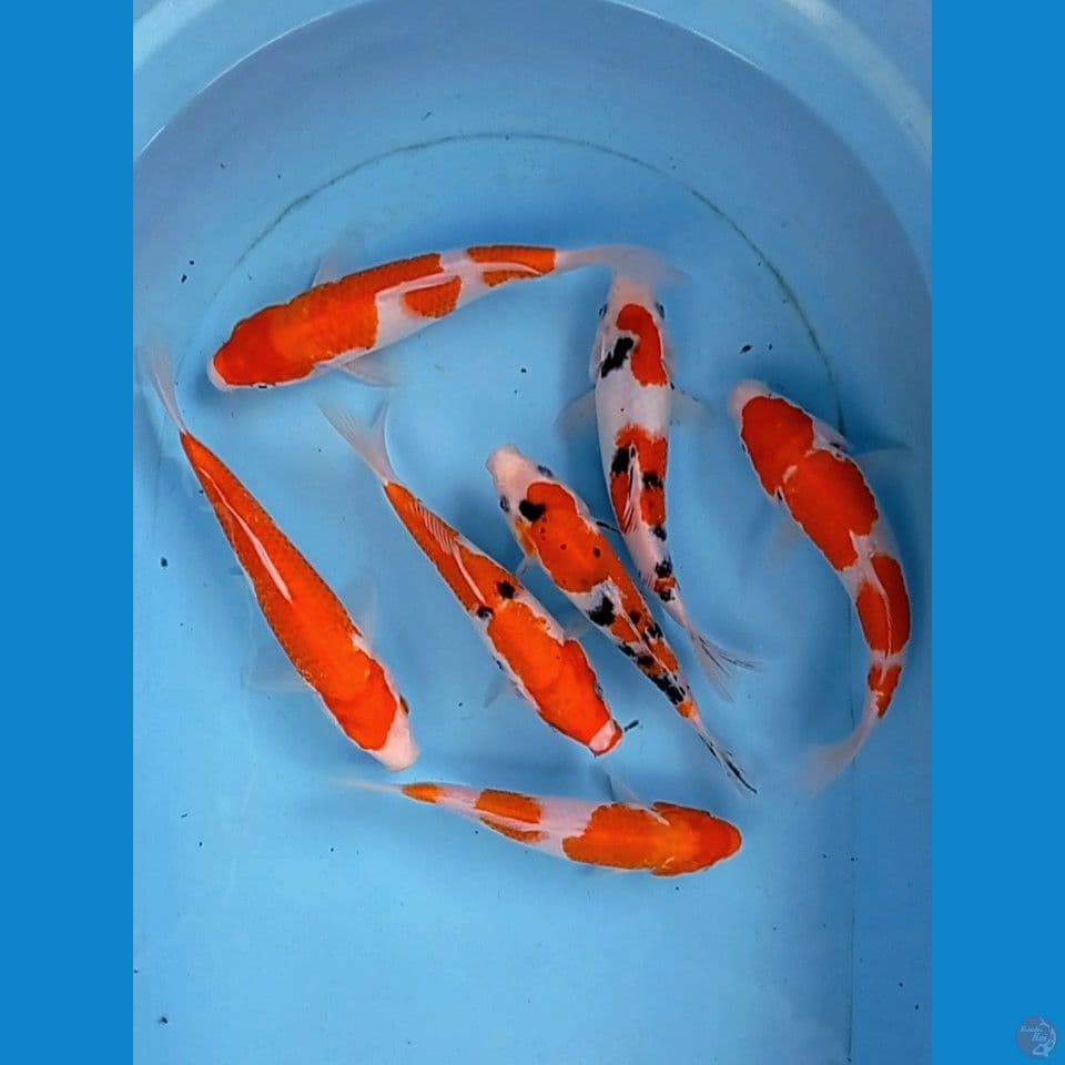 paket kohaku sanke, 20 - 24 cm