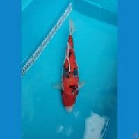 showa f 30cm
