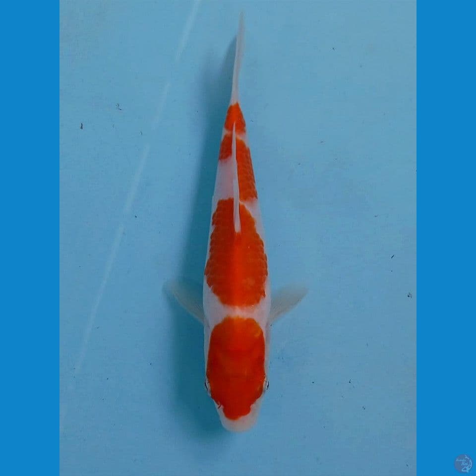 kohaku, 17 cm
